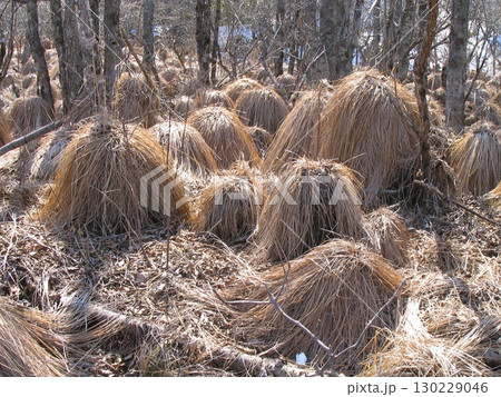 谷内坊主 130229046