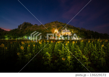 Scenery a field of yellow sunflowers in beautiful twilight 130229172