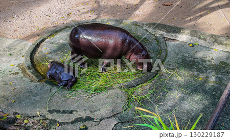 Moo Deng cute baby hippo always Sleeping Moo Deng cute baby hippo always Sleeping 130229187