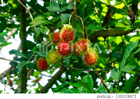 Cluster of growing rambutan fruits or Nephelium lappaceum fruits hanging in a tree. Cluster of growing rambutan fruits or Nephelium lappaceum fruits hanging in a tree. 130229671