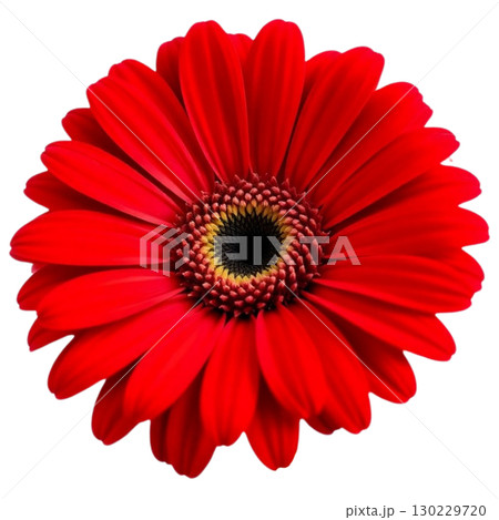 Gerbera 130229720