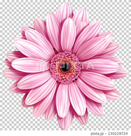 Gerbera 130229724