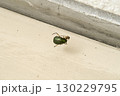 餌をとる蜘蛛 130229795