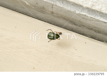 餌をとる蜘蛛 餌をとる蜘蛛 130229795