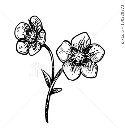 Strawberry flowers ink sketch. 130229873