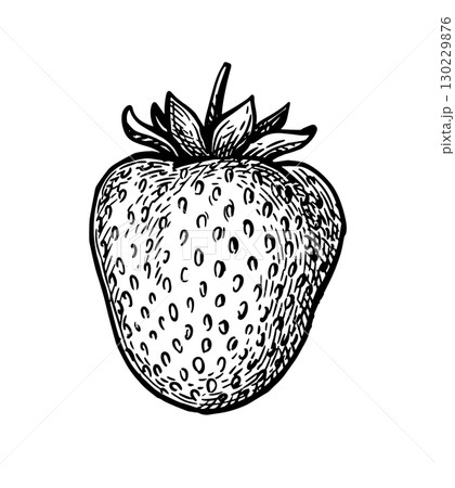 Strawberry ink sketch. 130229876