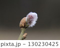 Kidney on tree 130230425