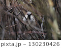 Sparrow 130230426