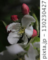 Spring flowers 130230427