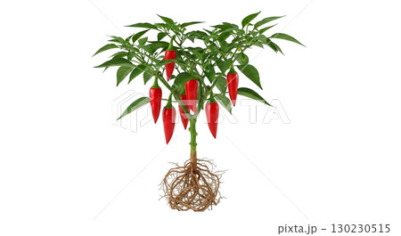 A healthy chili pepper plant showcasing several bright red peppers hanging from its branches, with lush green leaves and a detailed root system, perfect for cooking and gardening uses. 130230515