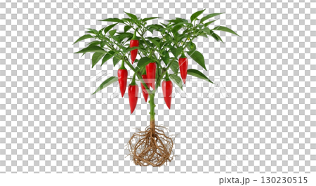 A healthy chili pepper plant showcasing several bright red peppers hanging from its branches, with lush green leaves and a detailed root system, perfect for cooking and gardening uses. 130230515