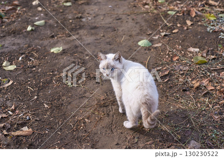 White cat with blue eyes standing on dirt path with fallen leaves in autumn 130230522