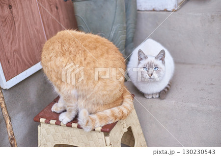 Curious blue-eyed cat with ginger companion on steps outdoor scene 130230543