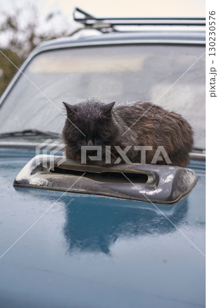 Fluffy black cat resting on vintage blue car hood in outdoor setting near nature 130230576