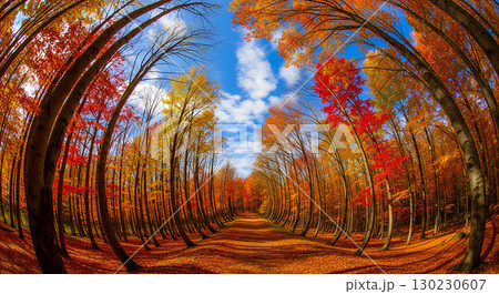 Colorful autumn foliage surrounds a winding path, with tall trees bending towards the sky. The bright blue sky adds contrast to the reds and yellows of the leaves, creating a tranquil atmosphere. 130230607