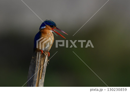Malachite kingfisher opens beak on split post 130230859