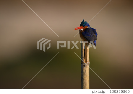 Malachite kingfisher opens beak on wood post Malachite kingfisher opens beak on wood post 130230860