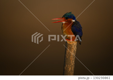 Malachite kingfisher opens beak on wooden post 130230861
