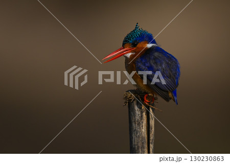 Malachite kingfisher opens bill on split post Malachite kingfisher opens bill on split post 130230863