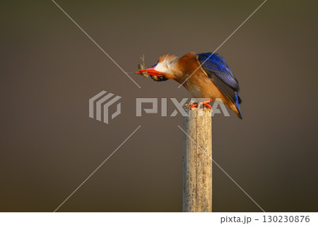 Malachite kingfisher stands knocking insect on post Malachite kingfisher stands knocking insect on post 130230876