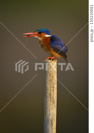 Malachite kingfisher stands on post holding insect Malachite kingfisher stands on post holding insect 130230881