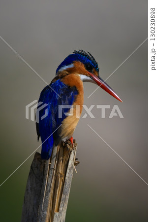 Malachite kingfisher stares down from tilting post 130230898