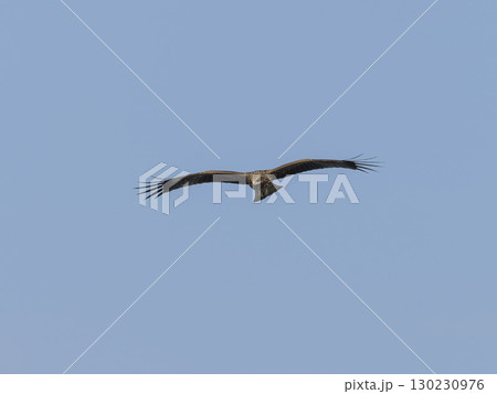 青空を飛ぶ鳶 130230976