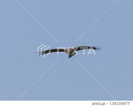 青空を飛ぶトビ 130230977