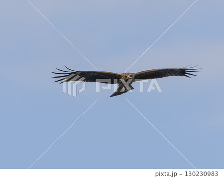 青空を飛ぶトビ 青空を飛ぶトビ 130230983