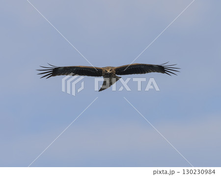 青空を飛ぶ鳶 130230984