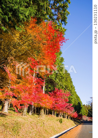 真っ赤なモミジとヒノキ林《三重県 四日市市 水沢町 もみじ谷付近》 130231110
