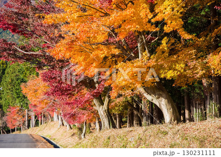 色付くモミジ《三重県 四日市市 水沢町 もみじ谷近く 》 130231111