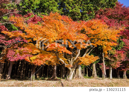 色付くモミジ《三重県 四日市市 水沢町 もみじ谷近く 》 130231115