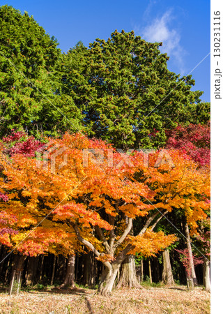 色付くモミジ《三重県 四日市市 水沢町 もみじ谷近く 》 130231116