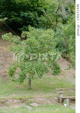 Scenic view of an apple tree full of ripening fruits in a countryside garden, with a wooden bench and a small potted plant nearby. Peaceful rural landscape, perfect for illustrating relaxation, summer 130231496