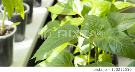 Seedlings of peppers. Plants are growing from seeds. Gardening hobby concept. 130231550