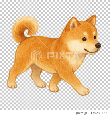歩く柴犬のイラスト（透過PNG） 130231667