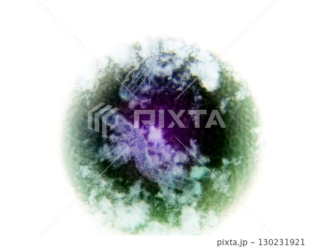 Nematode Germs Observed Under the Microscope Displaying Unique Structures and Coloration 130231921