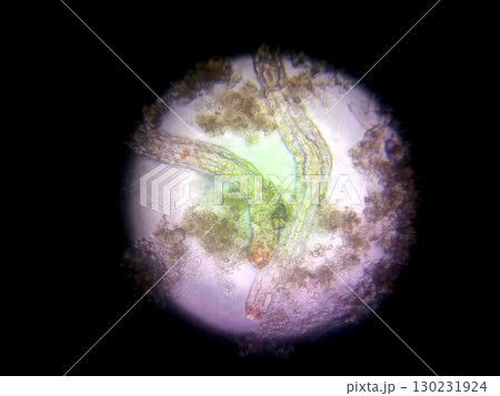 Exploring Nematode Germs Under a Microscope in a Laboratory Setting 130231924