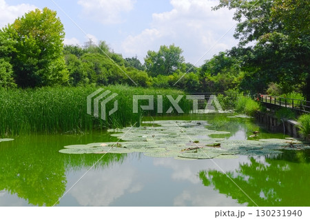 オニバス 130231940