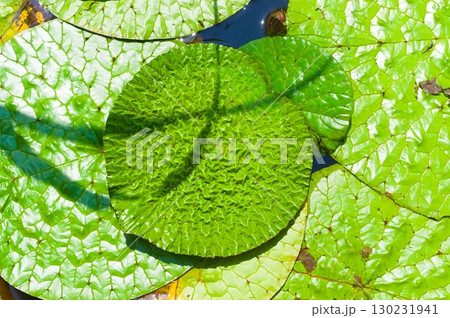 オニバス 130231941