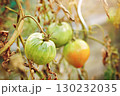 Maturation of tomatoes in the greenhouse. Organic farming 130232035