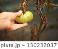 Maturation of tomatoes in the greenhouse. Organic farming 130232037