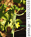 Young cucumbers ripen in garden greenhouse. Cucumbers vertical planting. Growing organic food. Close up. 130232038