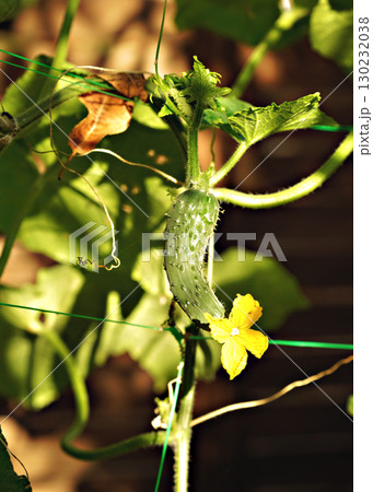 Young cucumbers ripen in garden greenhouse. Cucumbers vertical planting. Growing organic food. Close up. 130232038