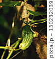 Young cucumbers ripen in garden greenhouse. Cucumbers vertical planting. Growing organic food. Close up. 130232039