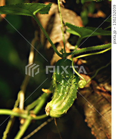Young cucumbers ripen in garden greenhouse. Cucumbers vertical planting. Growing organic food. Close up. 130232039