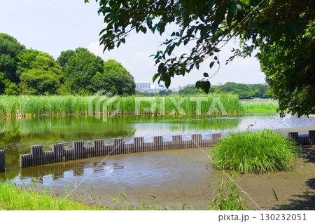 千葉県習志野市谷津干潟周辺2025年8月 千葉県習志野市谷津干潟周辺2025年8月 130232051