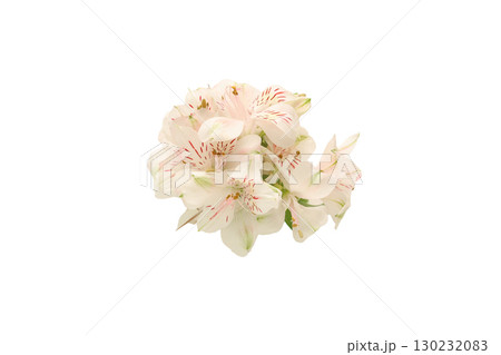 白背景のアルストロメリアの花束 130232083