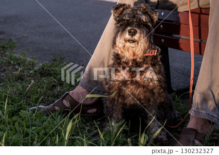 dog sits patiently by its owner on park bench during late afternoon walk in warm sunlight. closeup. dog sits patiently by its owner on park bench during late afternoon walk in warm sunlight. closeup. 130232327